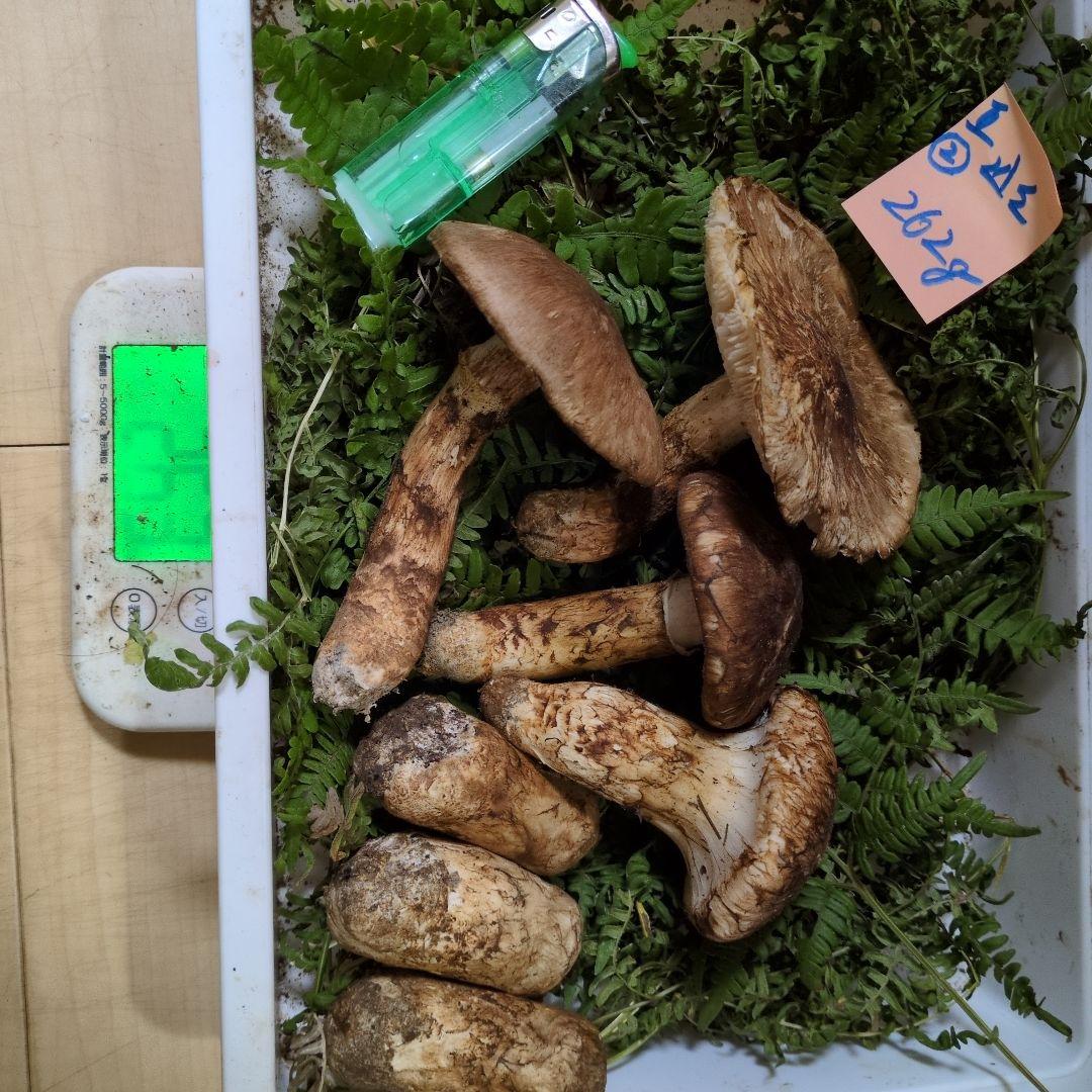 いよいよ最終間近　和歌山松茸　新鮮朝市　込み込み　262㌘