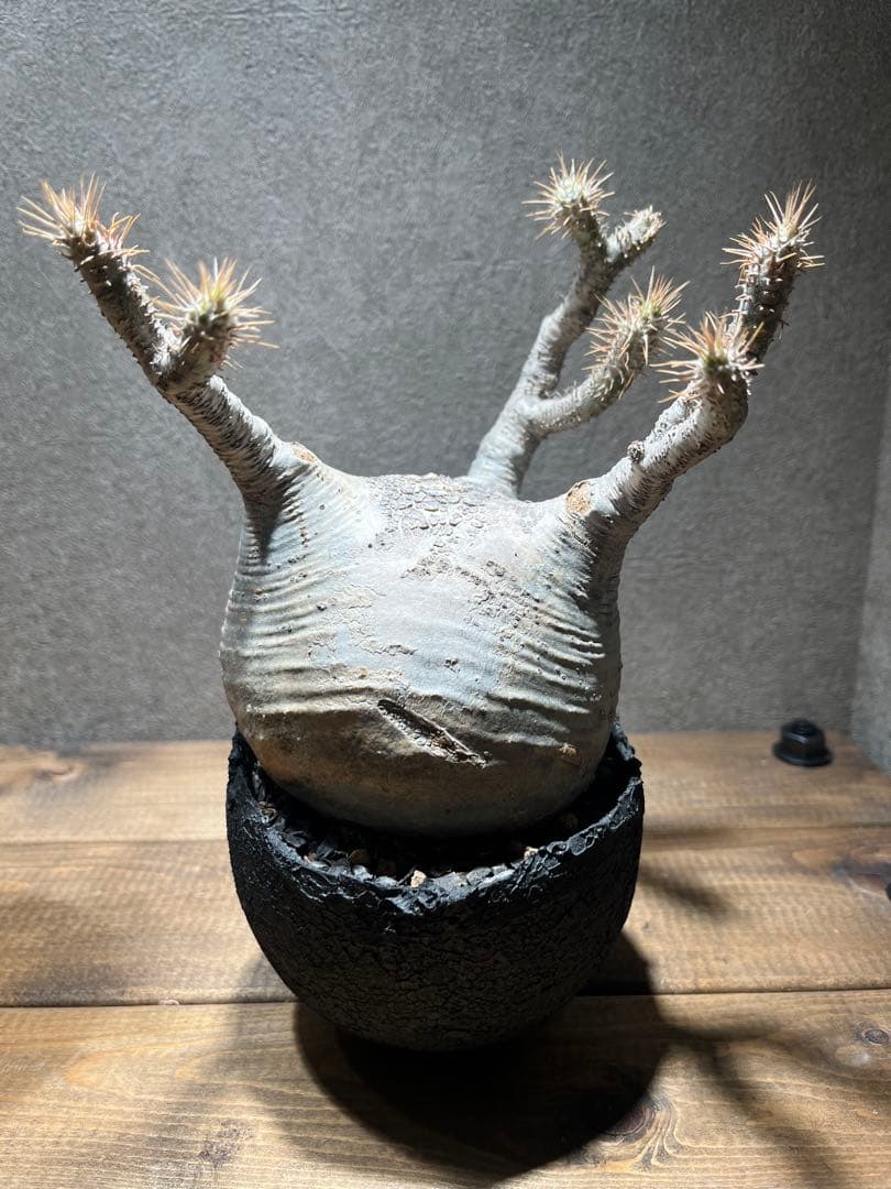 パキポディウム　グラキリス　現地球　発根済　たけろうぽっと