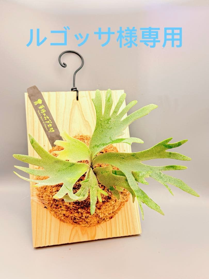 ルゴッサ　ビカクシダwillinckii Golden Boy spore