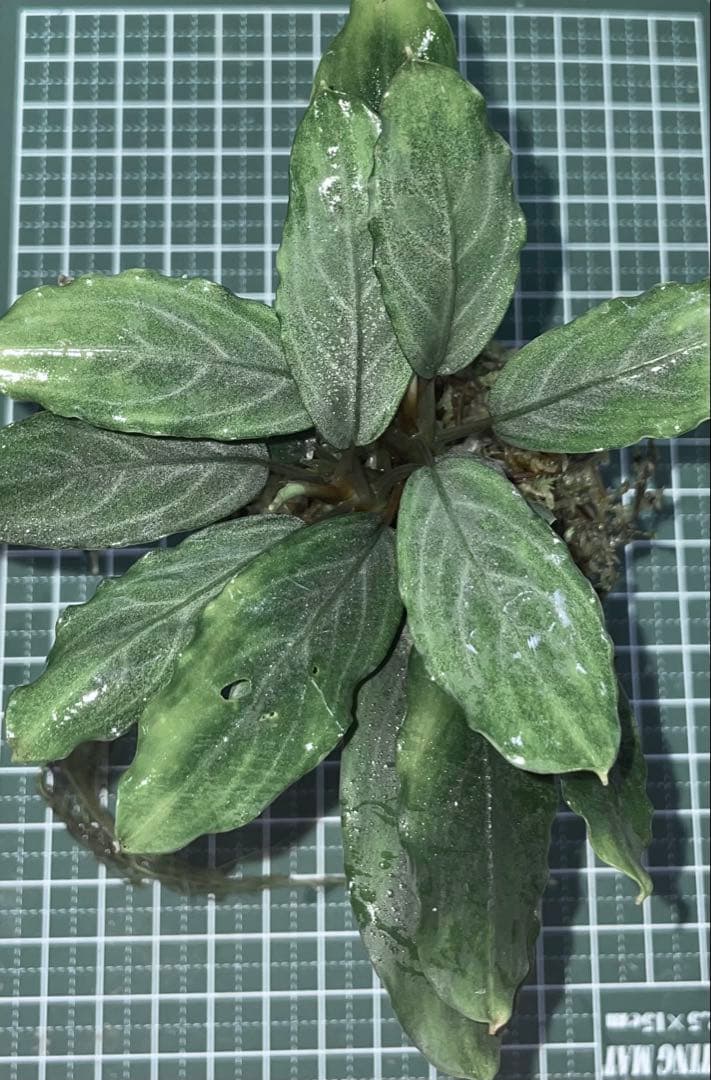 水草 Bucephalandra sp.Pearl gray[TB]