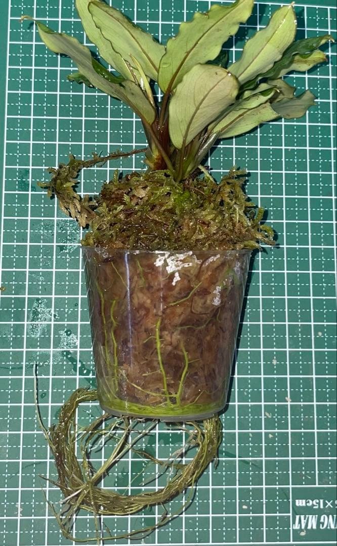 水草 Bucephalandra sp.Pearl gray[TB]