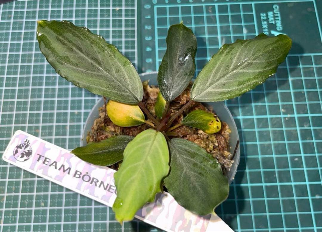 水草 Bucephalandra sp.Pearl gray[TB]