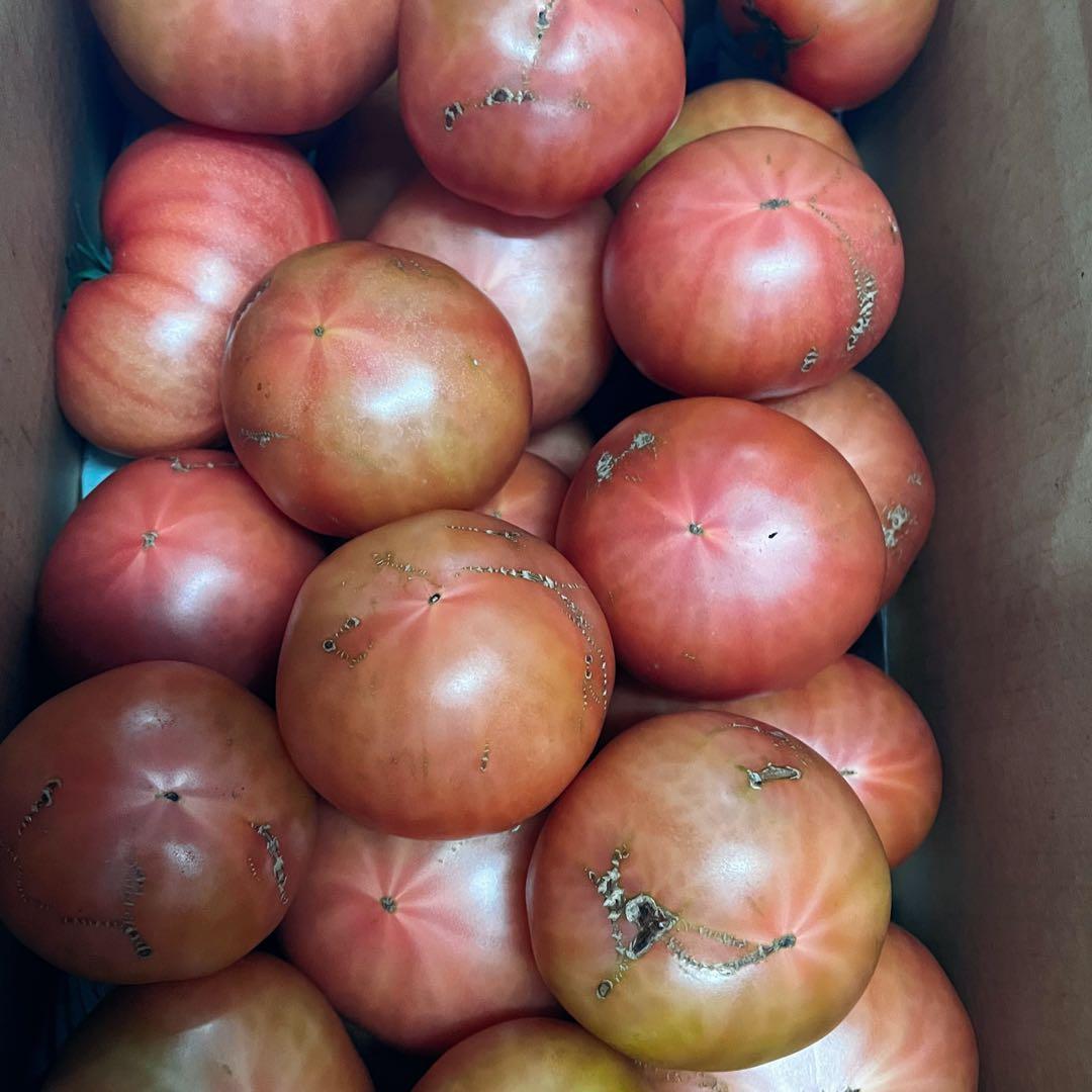 あきです☺️16日(月)出荷‼️訳ありトマト9キロ以上