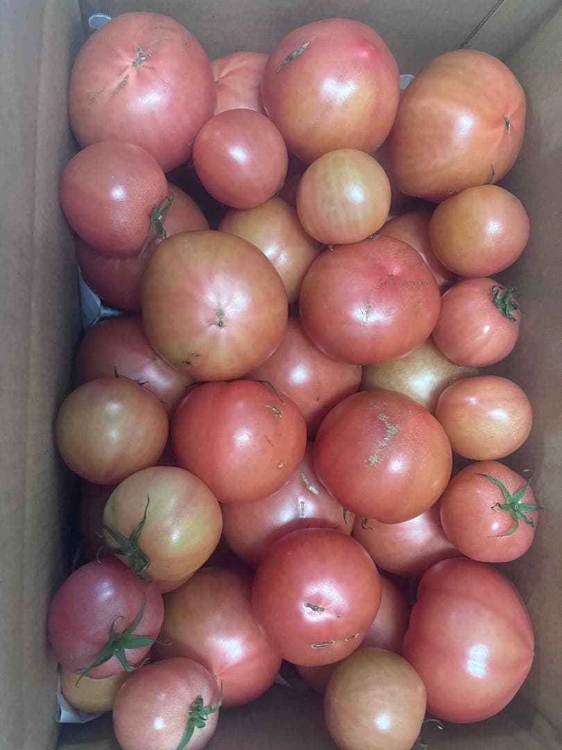 あきです☺️16日(月)出荷‼️訳ありトマト9キロ以上