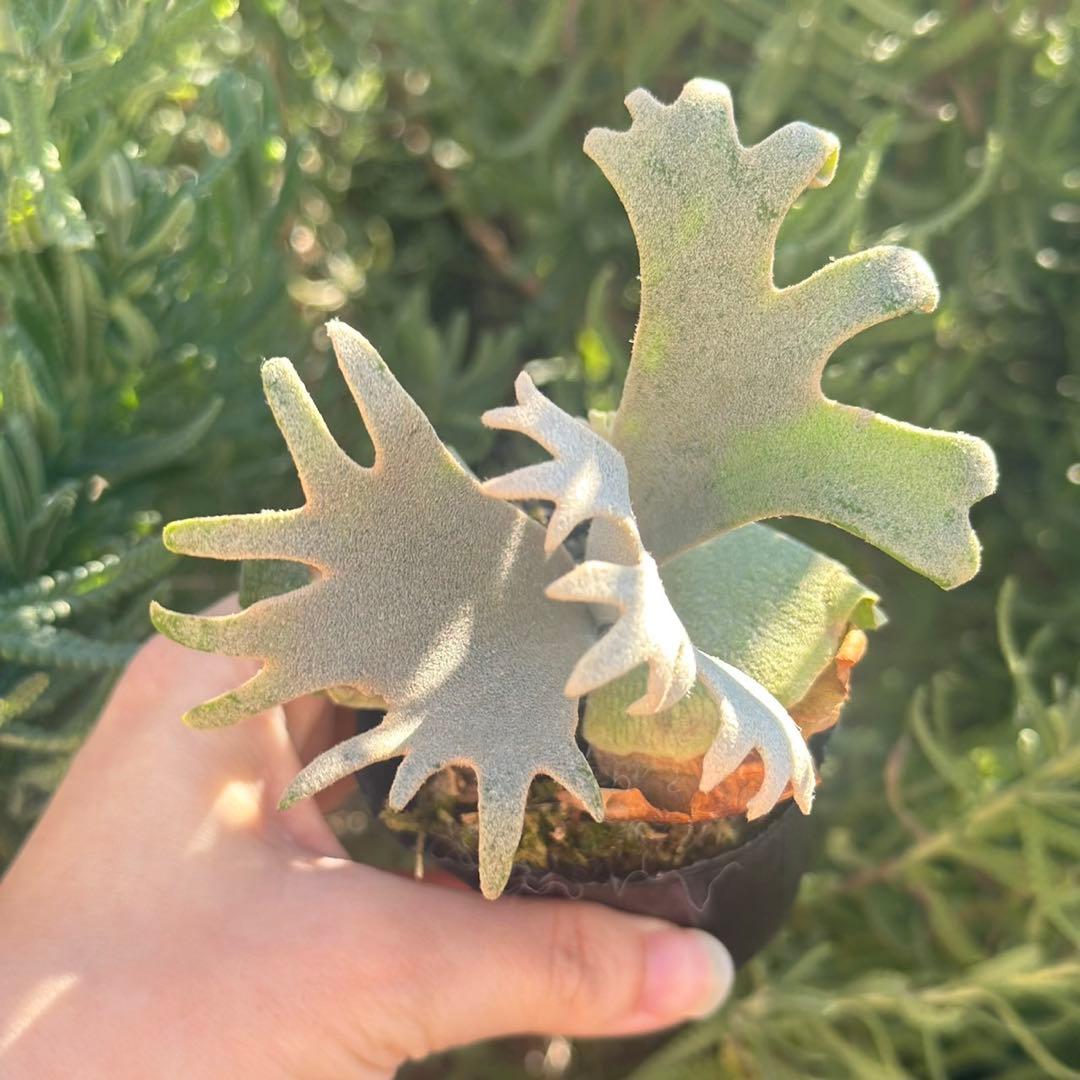 Yellow moon dwarf ’totoro’ spore 418