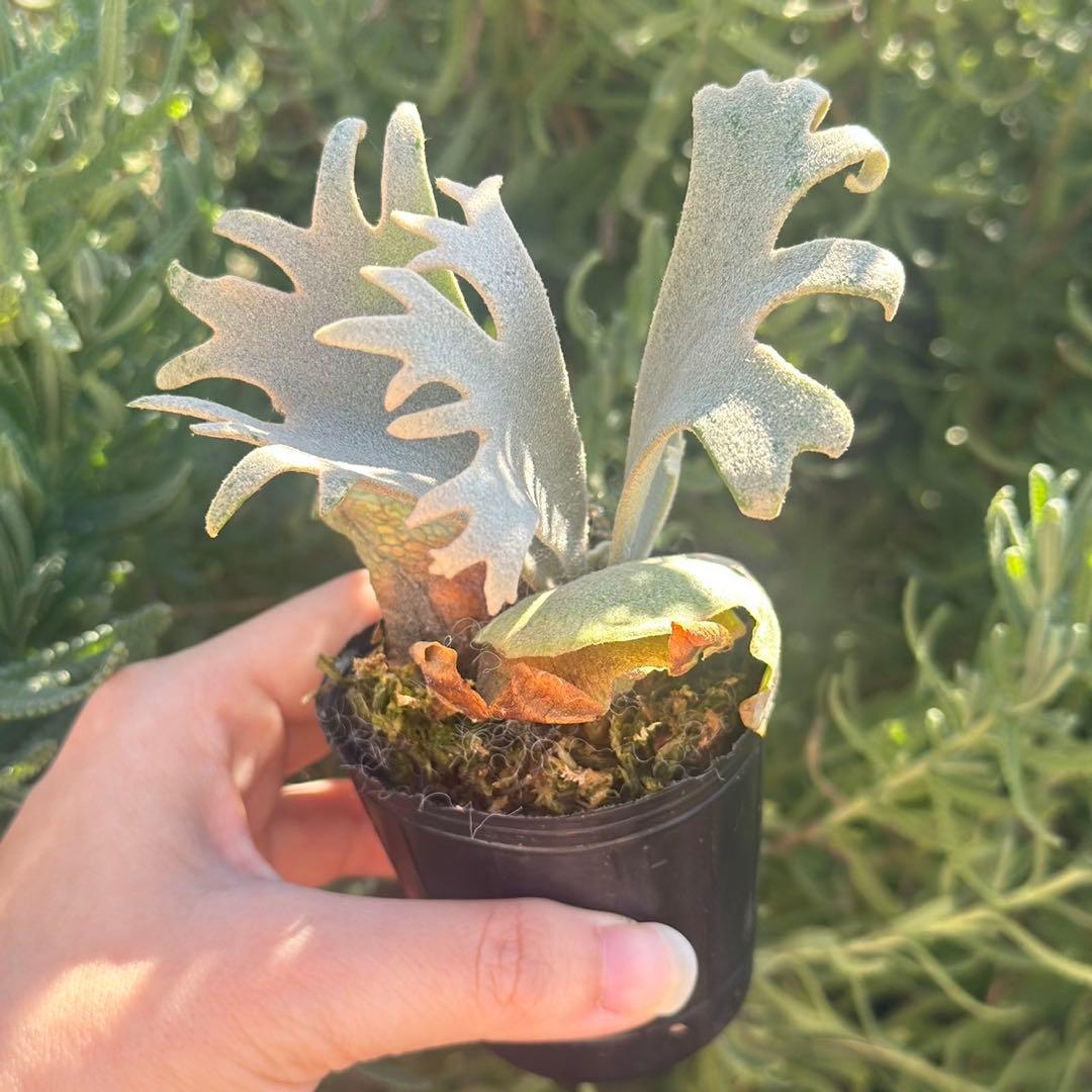 Yellow moon dwarf ’totoro’ spore 418