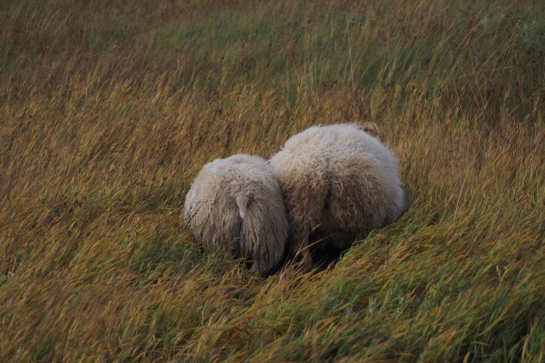 OLYMPUS OM-D E-M10 Mark II ダブルズームキット