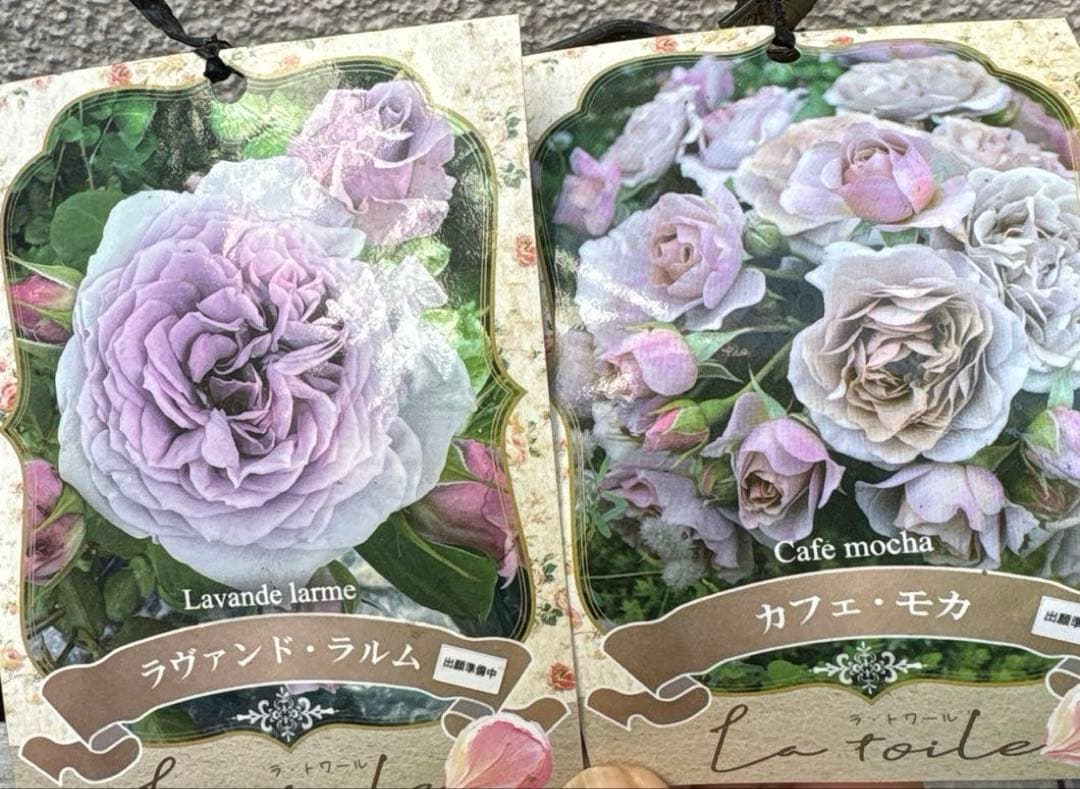 バラ苗　ラヴァンド・ラルム&カフェ・モカ　2苗セットプラ鉢ごとゆうゆうメルカリ便