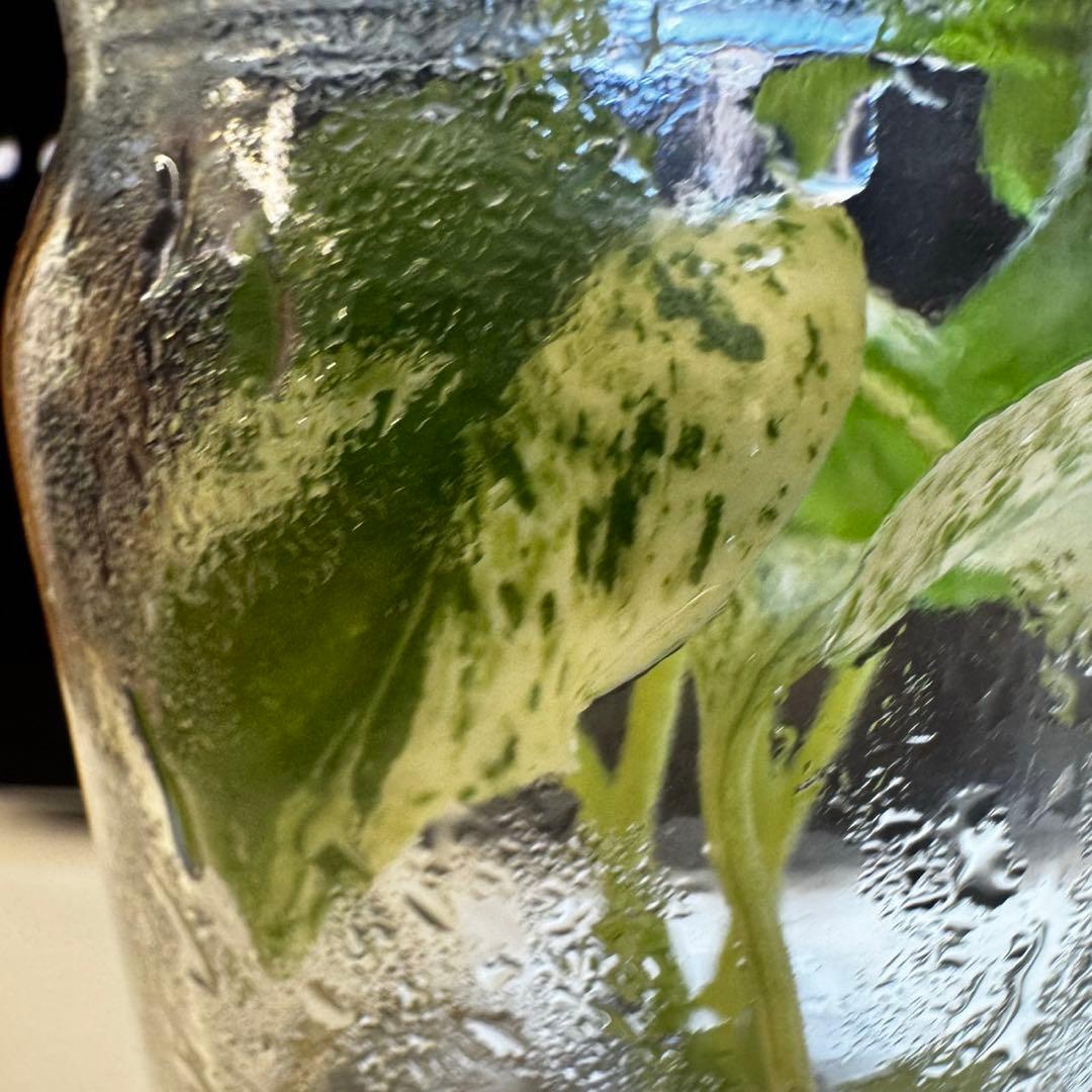 TC☆モンステラ　デリシオーサ　サイアムミント　組織培養株