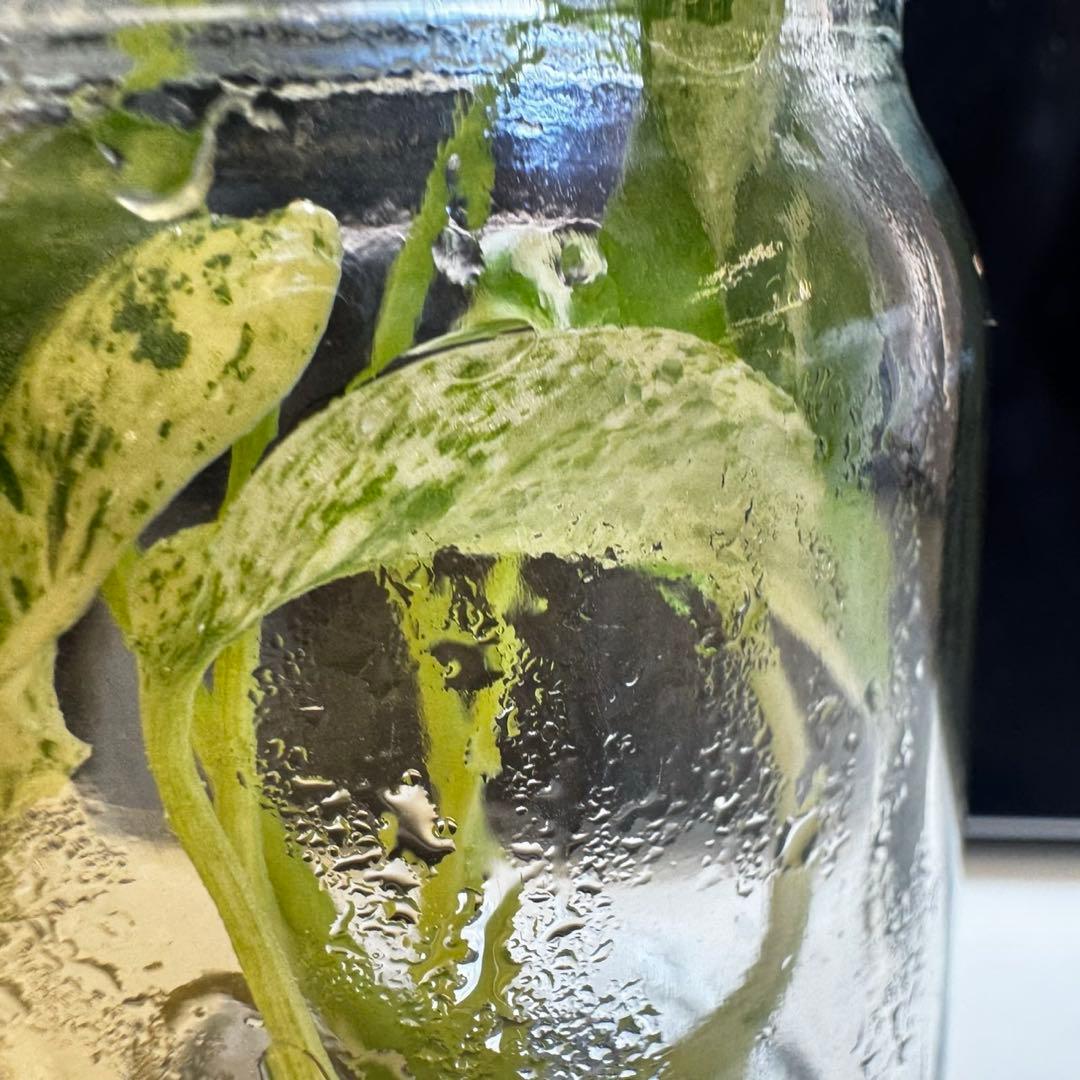 TC☆モンステラ　デリシオーサ　サイアムミント　組織培養株