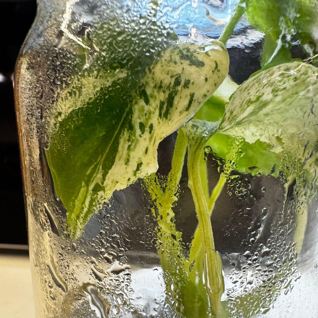 TC☆モンステラ　デリシオーサ　サイアムミント　組織培養株