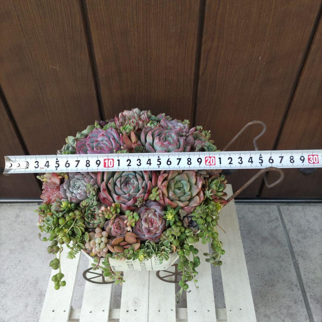 多肉植物 ♡そのまま飾れる寄せ植え♡ブリキカート✩.*˚