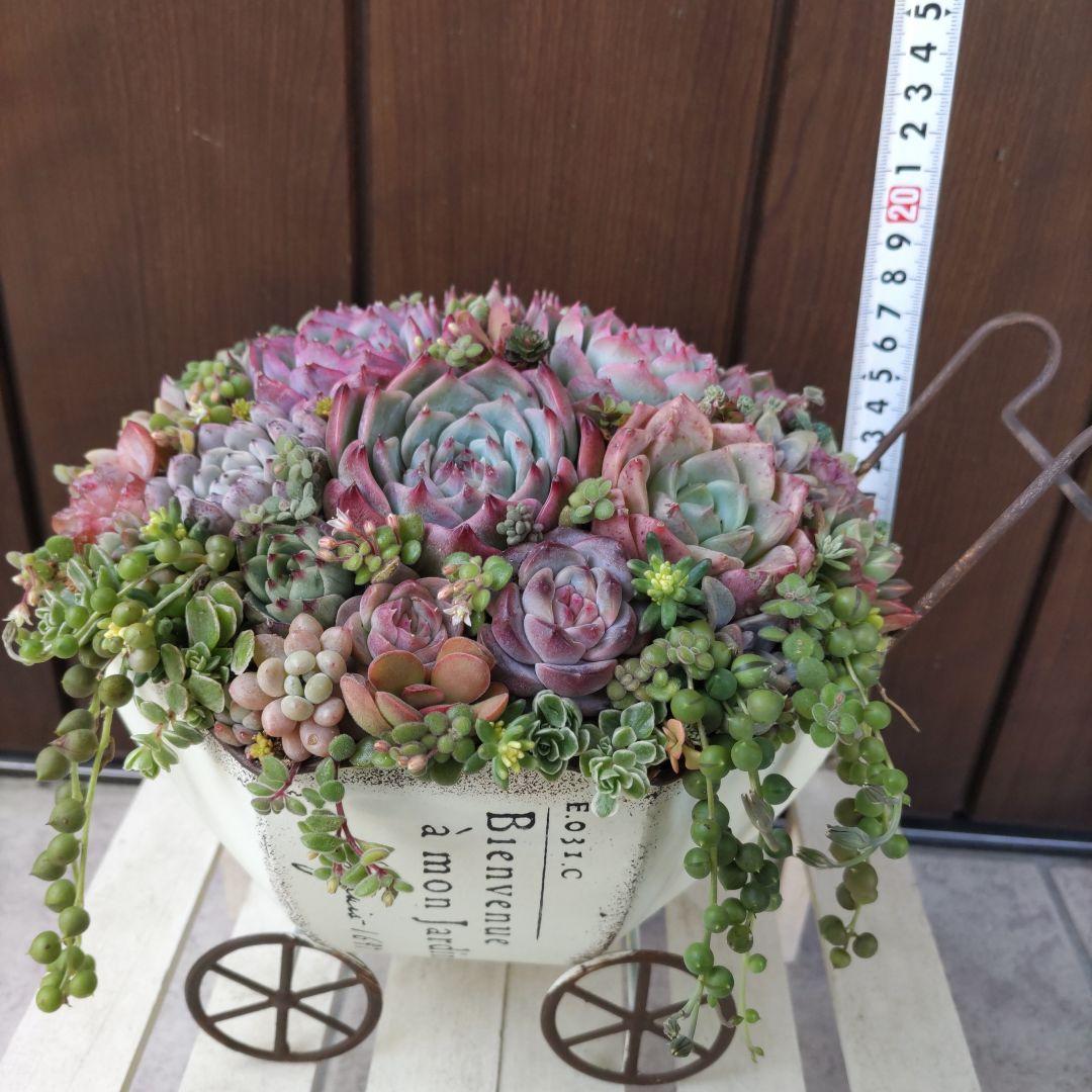 多肉植物 ♡そのまま飾れる寄せ植え♡ブリキカート✩.*˚