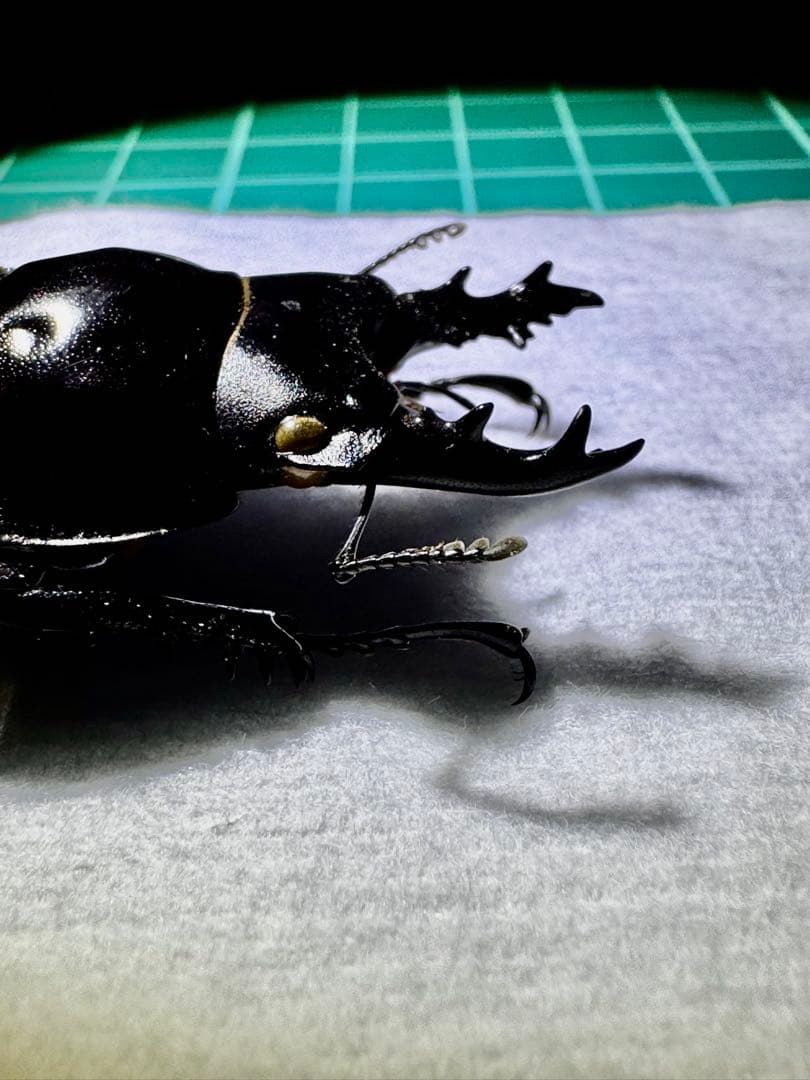 リュウキュウコクワガタ 超特大標本