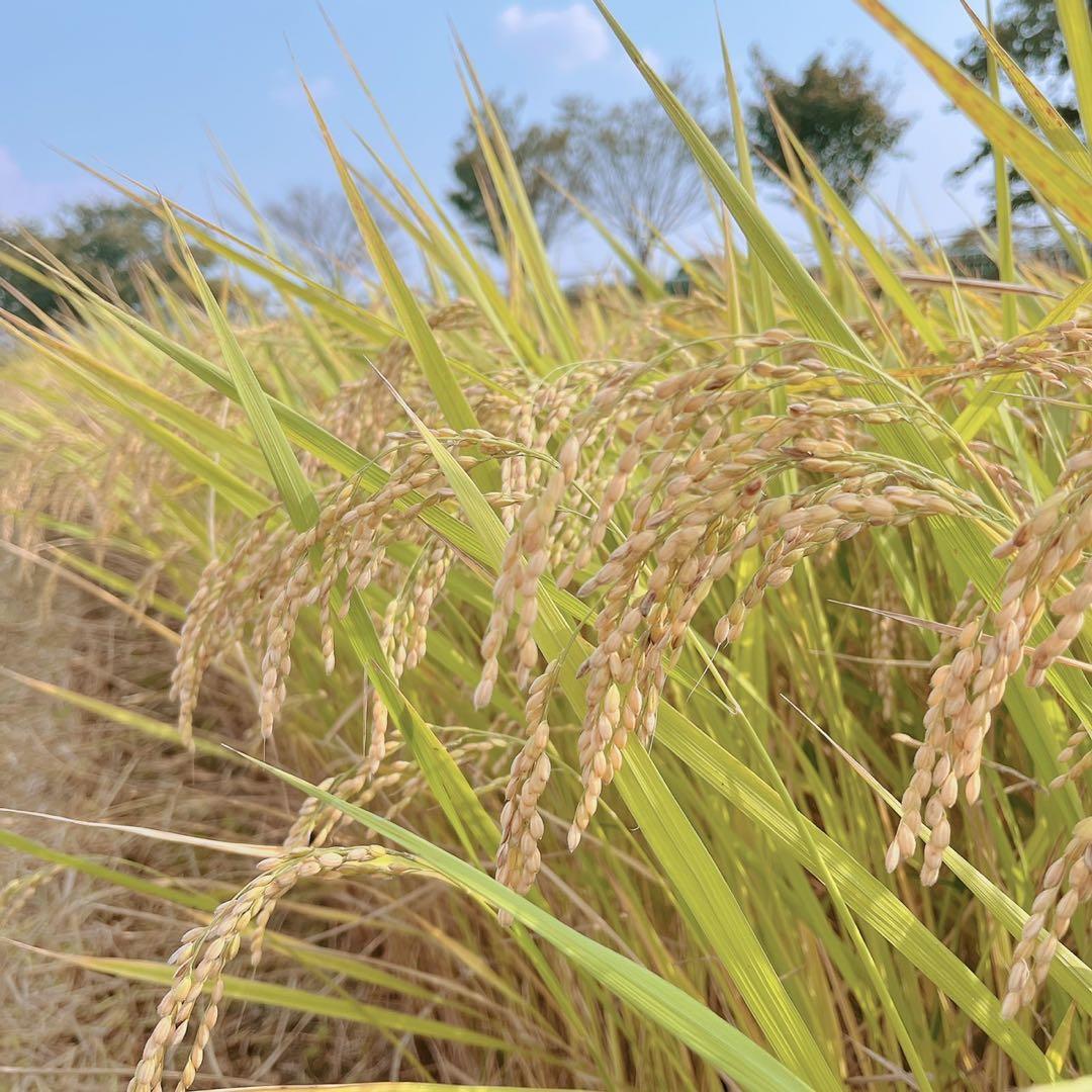 令和7年度コシヒカリ　近江米　農薬不使用