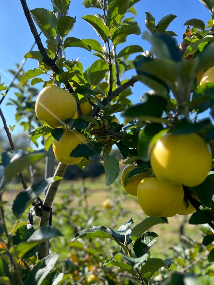 かつ丼　訳ありシナノゴールド　20キロ