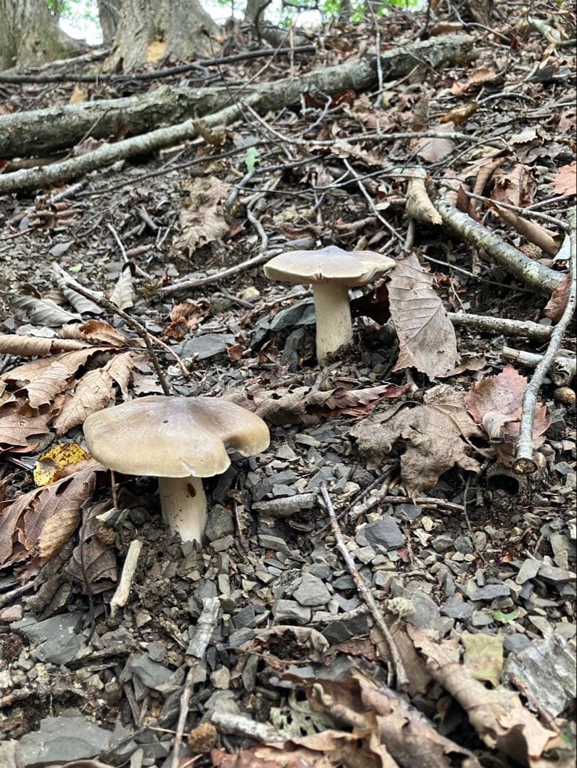 天然きのこセット