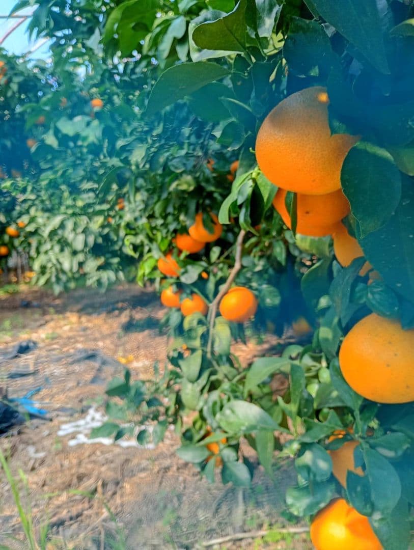 585愛果 まどんな 家庭用 10kg