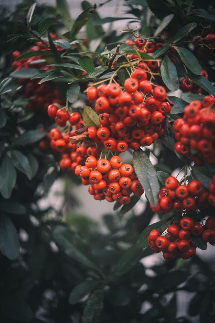 梅鉢！千代田光学 SUPER ROKKOR 45mm f2.8