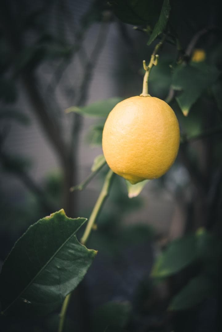 梅鉢！千代田光学 SUPER ROKKOR 45mm f2.8