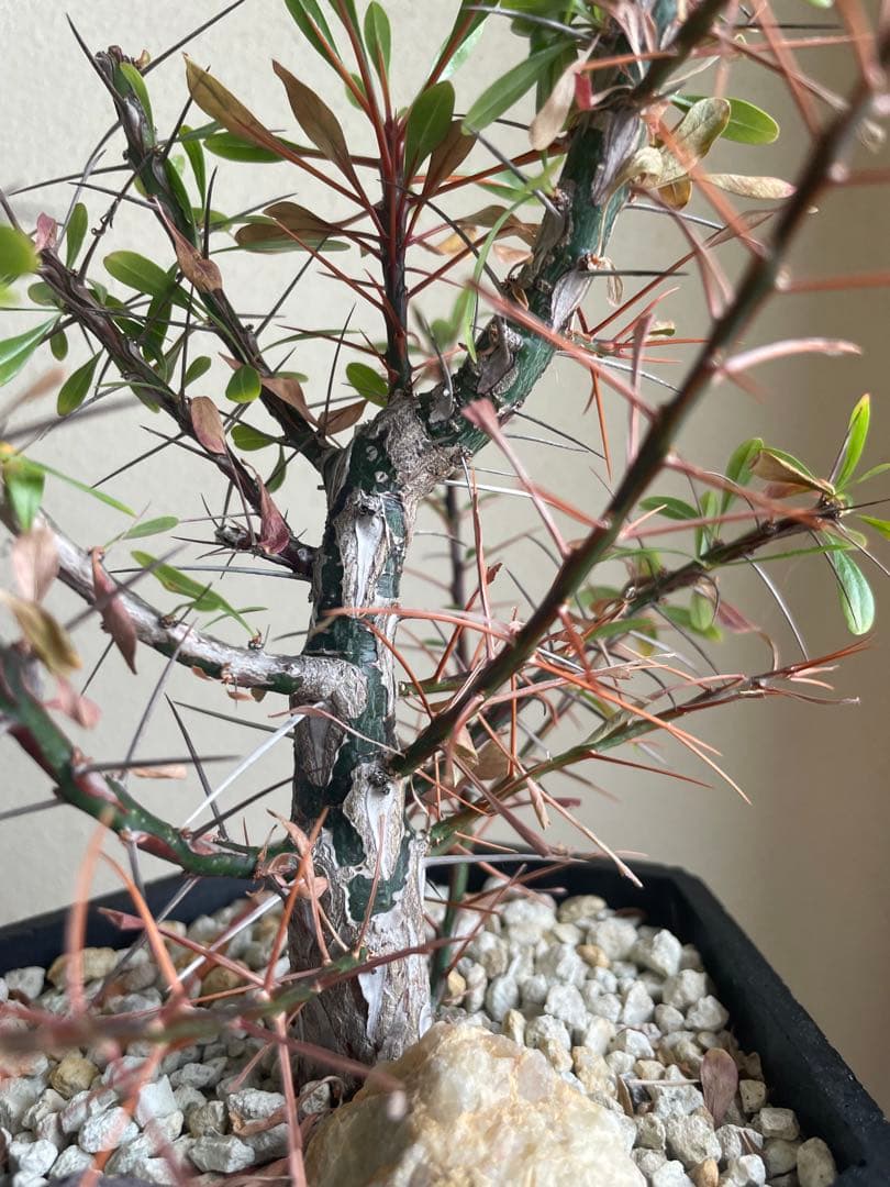 国内実生株　プルプシー　挿し木株