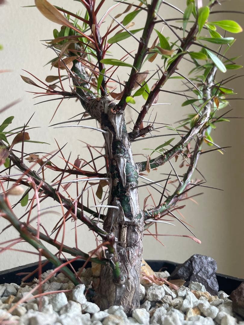 国内実生株　プルプシー　挿し木株