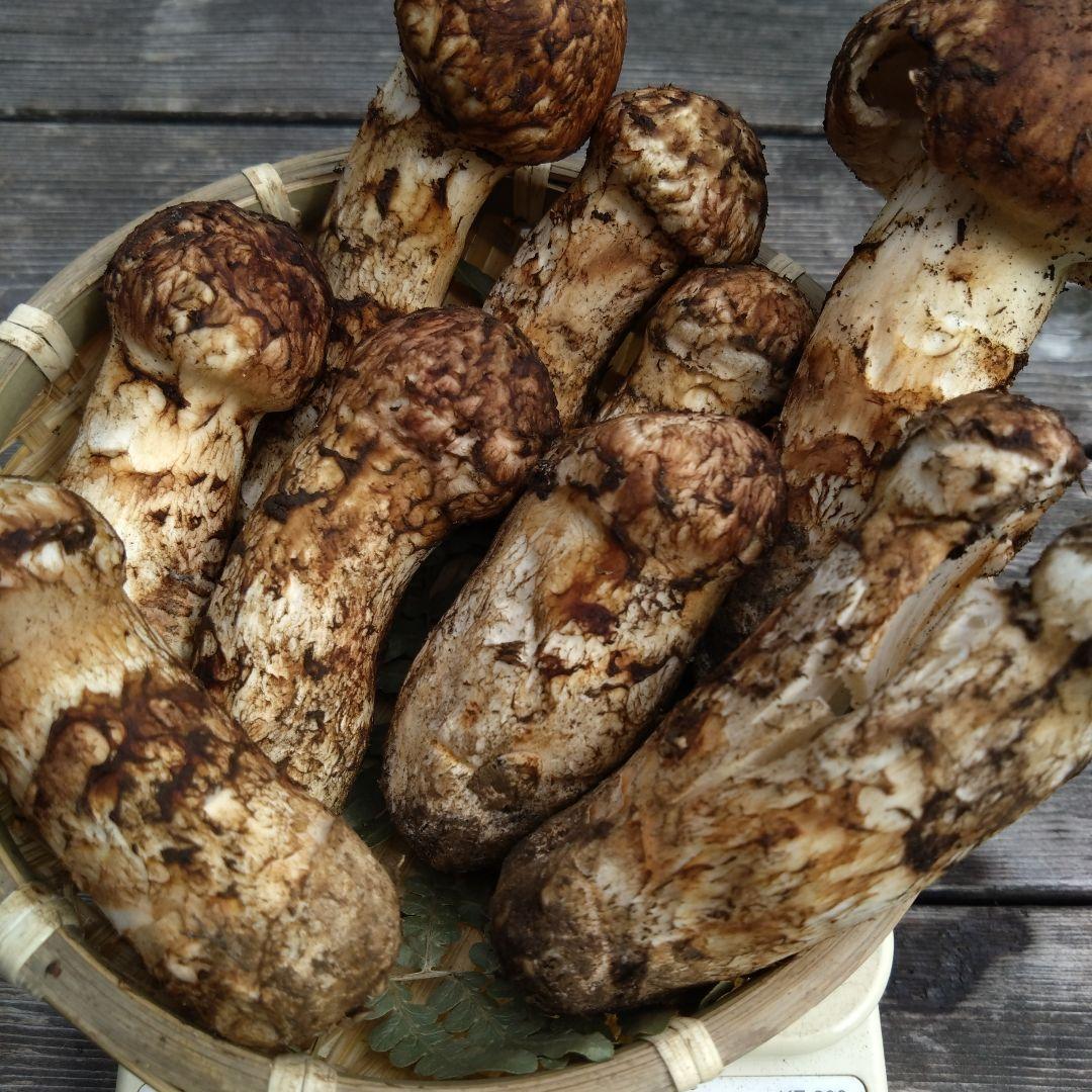 岩手県産マツタケ239g傷あり