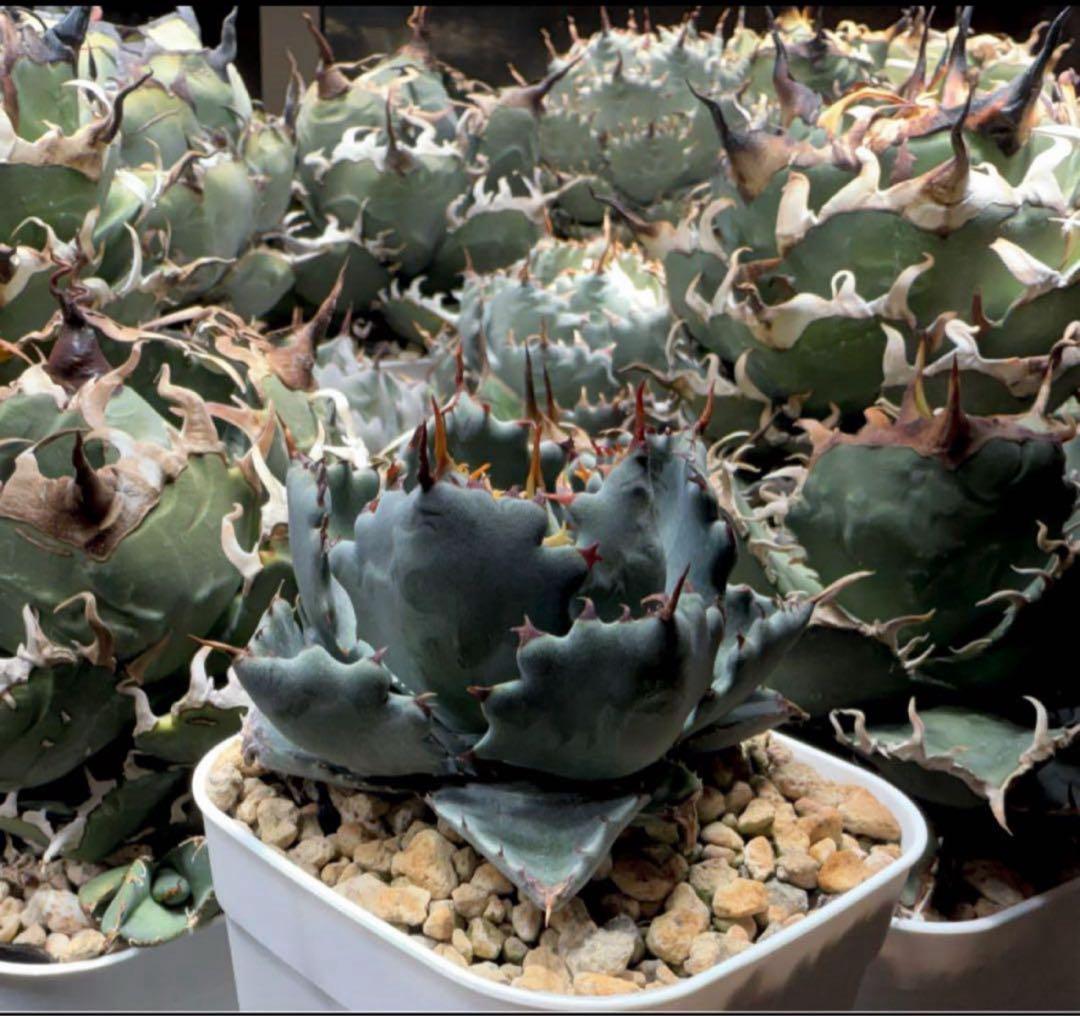 アガベ ハイブリッド 姫蠍蟹 イシスメンシス 甲蟹　脇芽