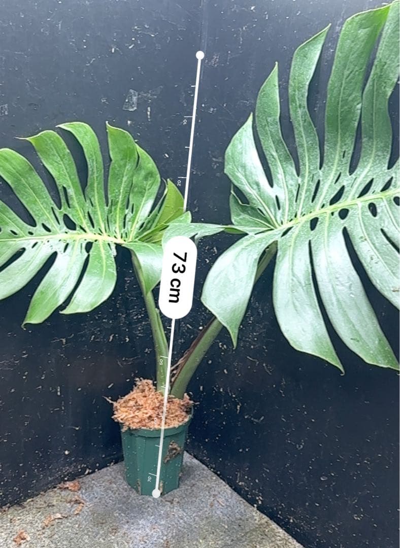 ぱ*！様 モンステラデリシオーサマクロコズム超希少系統鉢植え73㎝