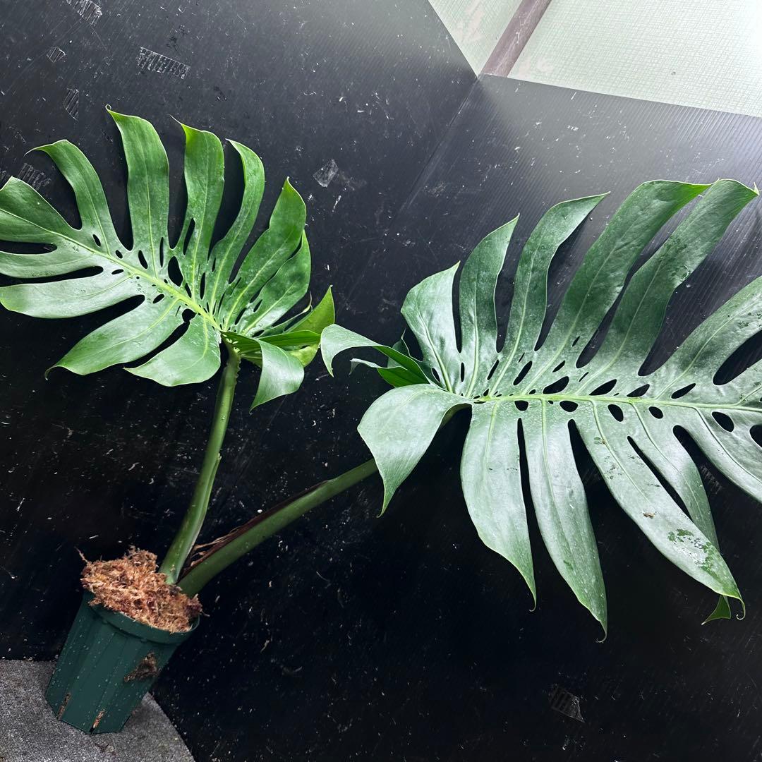 ぱ*！様 モンステラデリシオーサマクロコズム超希少系統鉢植え73㎝