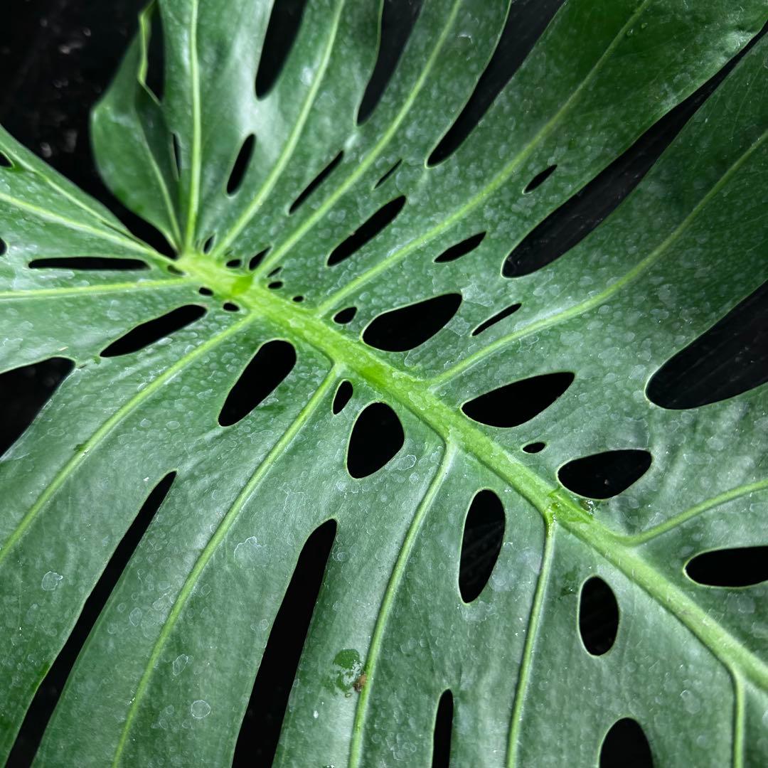 ぱ*！様 モンステラデリシオーサマクロコズム超希少系統鉢植え73㎝