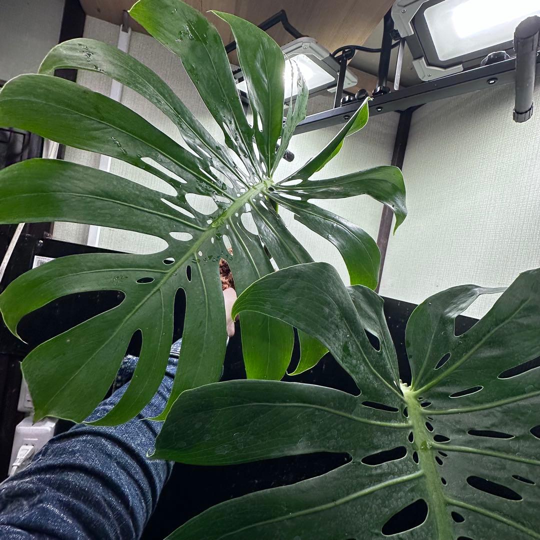 ぱ*！様 モンステラデリシオーサマクロコズム超希少系統鉢植え73㎝