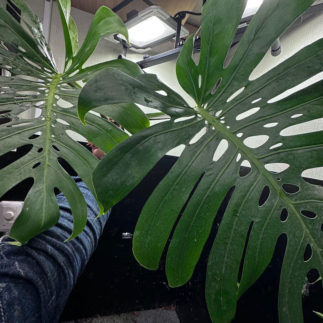 ぱ*！様 モンステラデリシオーサマクロコズム超希少系統鉢植え73㎝