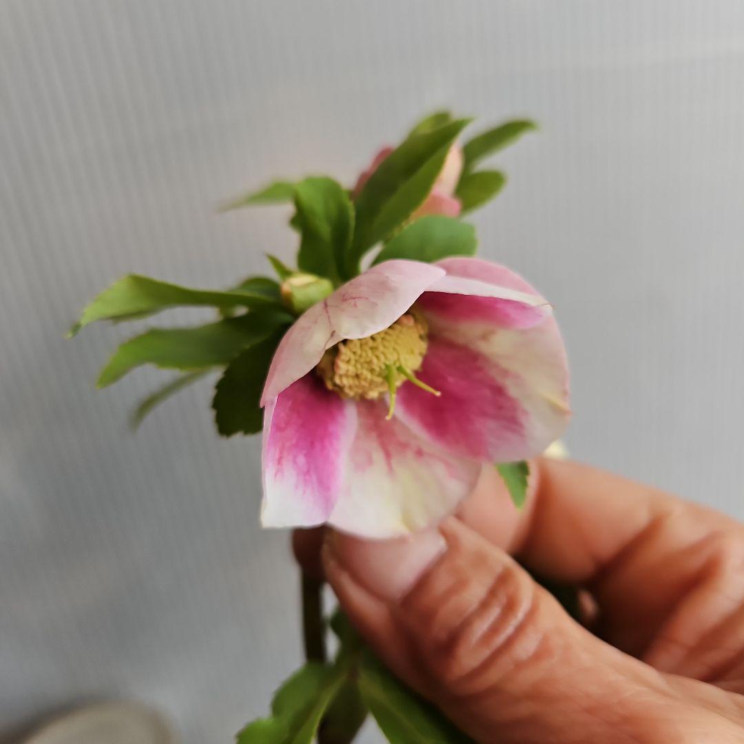 謙信様ご購入苗㉖-396クリスマスローズ