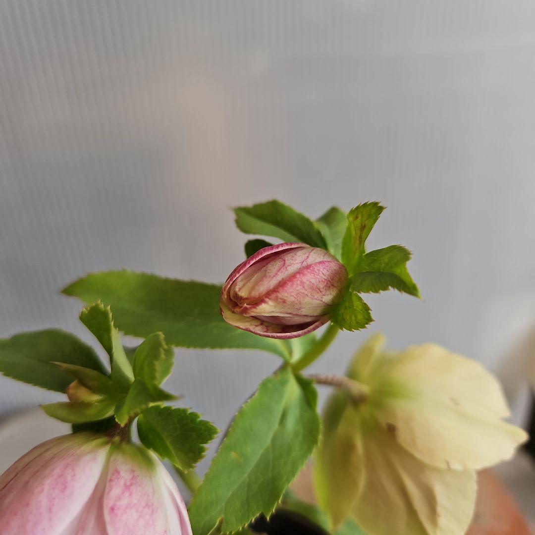 謙信様ご購入苗㉖-396クリスマスローズ