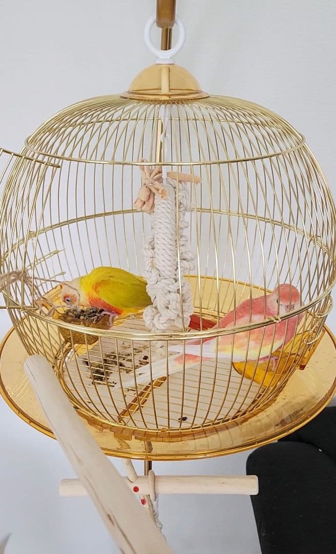 鳥かご ケージ スタンド セット インコ