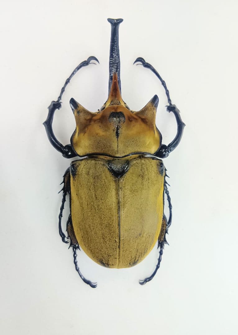 ※週末限定特価！イイジマゾウカブト♂野外標本