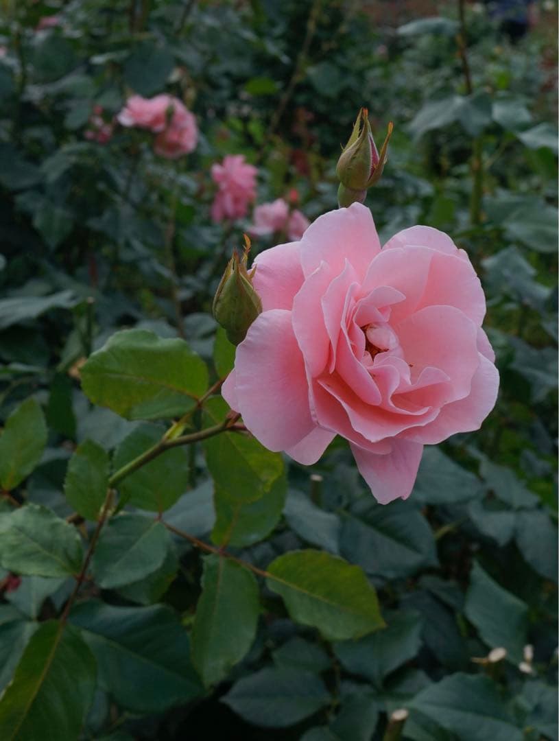 SONY レンズ T* E 24mm F1.8 ZA