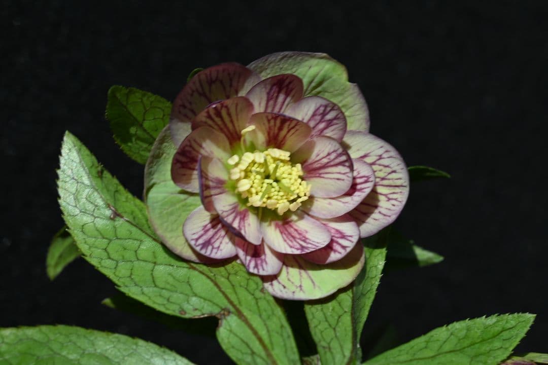 クリスマスローズ　認定Wild　Collection　エリアス交配　加藤農園