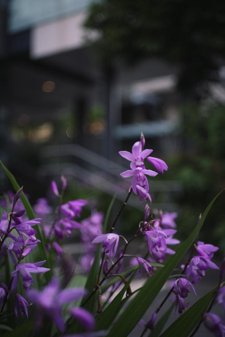 鷹の目！CONTAX Tessar 45mm F2.8 MMJ パンケーキレンズ