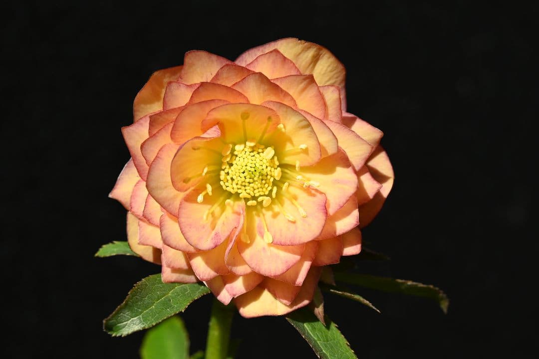 クリスマスローズ　多弁系アプリコット　加藤農園