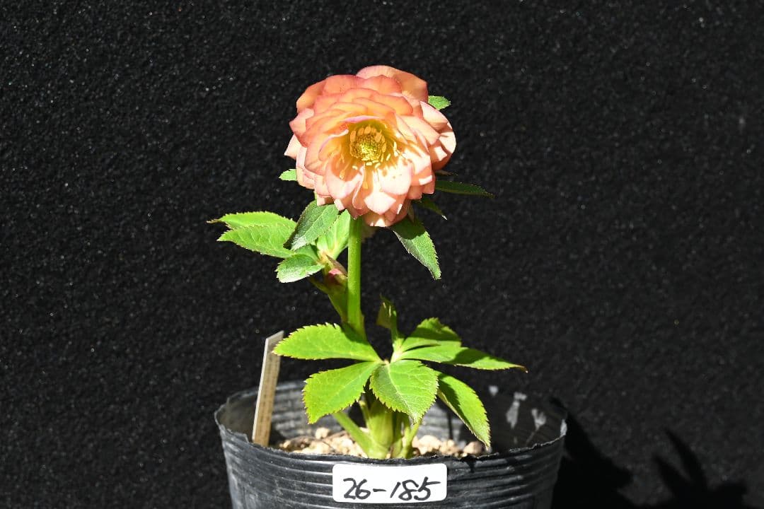 クリスマスローズ　多弁系アプリコット　加藤農園