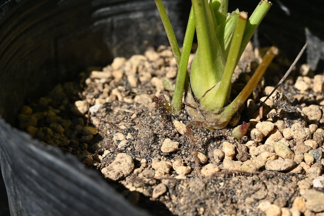 クリスマスローズ　多弁系アプリコット　加藤農園