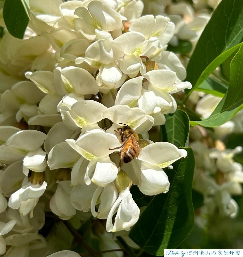 【ゆみ】 長野県産 国産蜂蜜 1000g 3本 生蜂蜜 セイヨウミツバチ