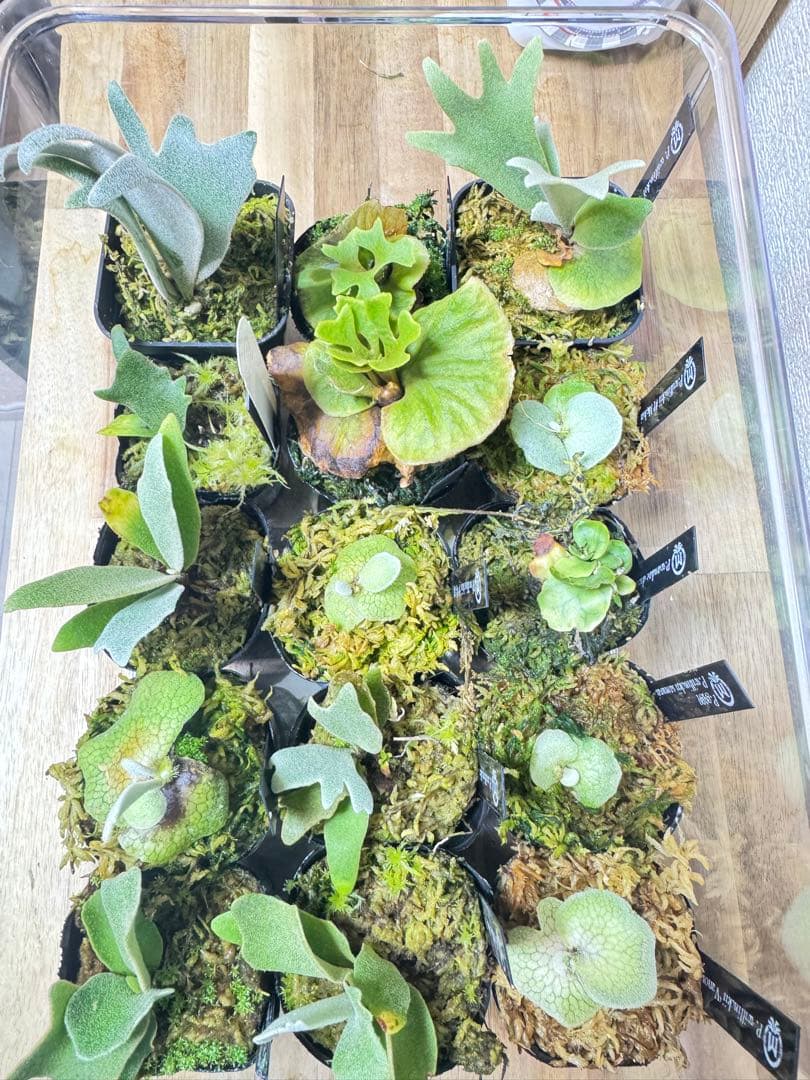 dwarf 15種　ビカクシダ　1月3日でけします。