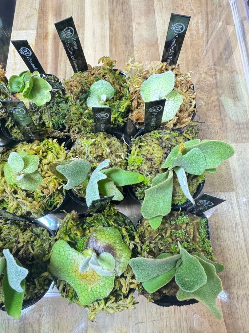 dwarf 15種　ビカクシダ　1月3日でけします。