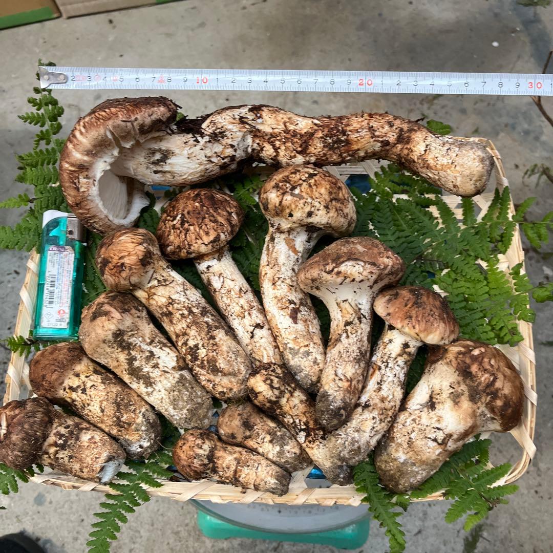 信州産　松茸　約800g 10/25採取