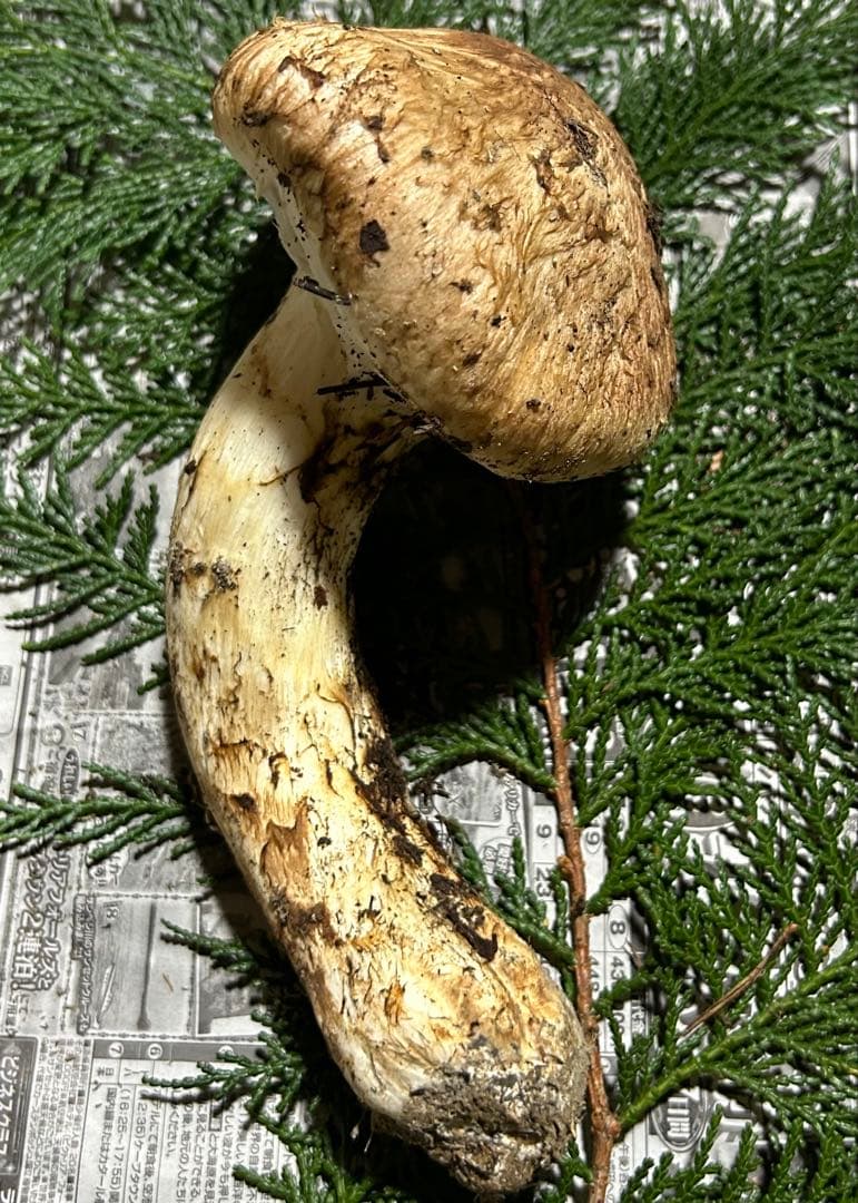 ☆信州産松茸☆今現在約170グラム☆まつたけ☆クール便送料着払い☆国産松茸☆J☆
