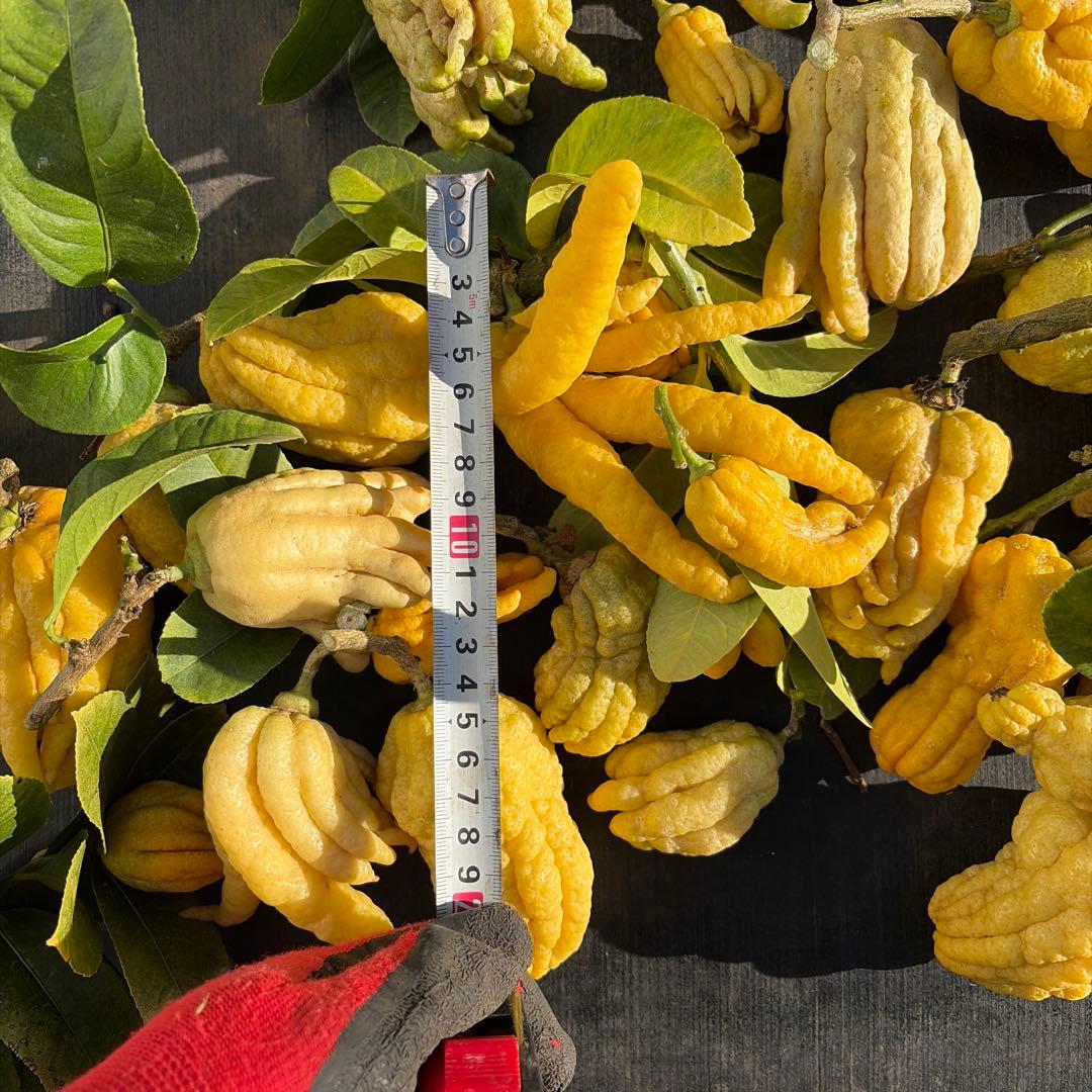 仏手柑　セット