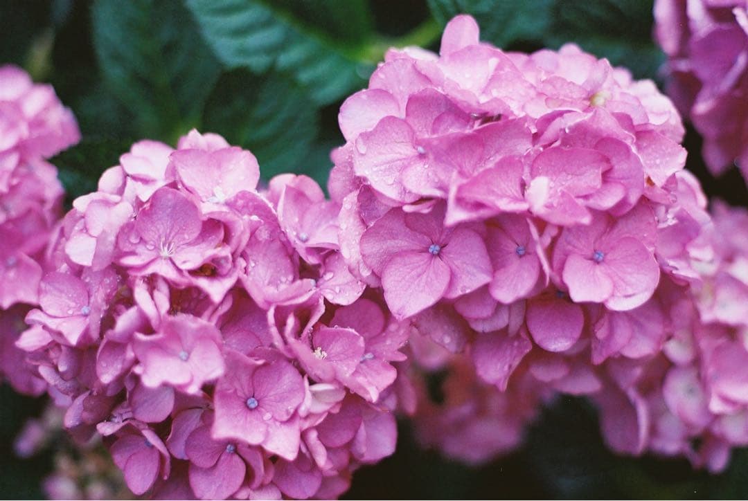 フィルムカメラ nikonfm